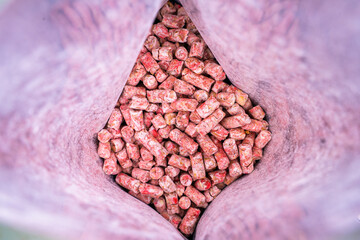 Granular poison from mice in a package close-up. Red-pink chemical from small household rodents