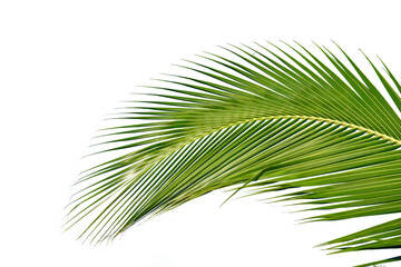 Coconut leaves palm tree