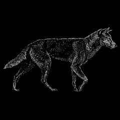 Dingo hand drawing. Vector illustration isolated on black background.