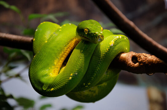 Green tree python