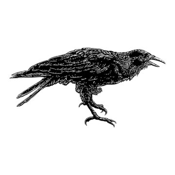 Hawaiian Crow hand drawing vector illustration isolated on background.