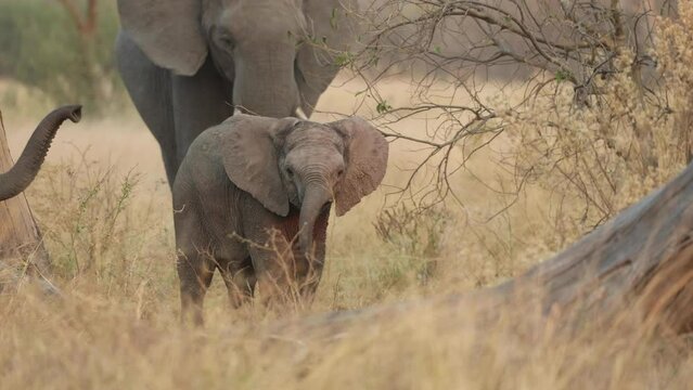 Slow motion clip of a cute baby elephant waving its trunk at the camera, Khwai, Botswana.