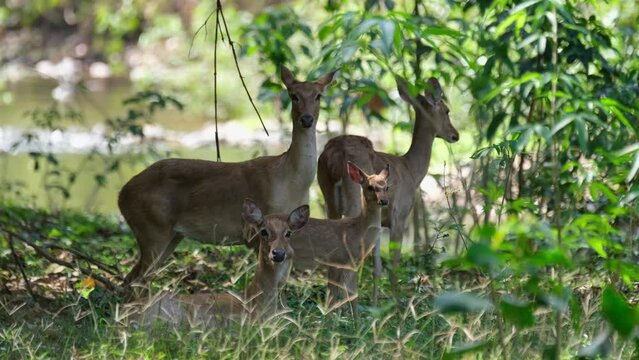 All staring at the camera waiting for something to happen then the young one scratches its head, Eld's Deer, Rucervus eldii, Huai Kha Kaeng Wildlife Sanctuary, Thailand.