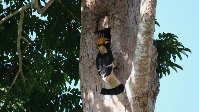 Hanging on the mouth of its nest while feeding then flies away to the left, Great Indian Hornbill Buceros bicornis, Khao Yai National Park, Thailand.