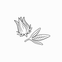 illustration of rosella, flowers that come from the African continent.