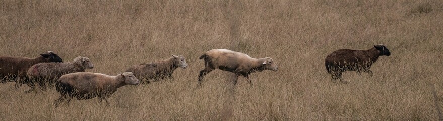 Obraz premium Panoramic shot of a flock of sheep walking on a field in daylight