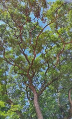 Branch and leaves of tree from bottom view.
