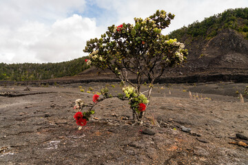Volcano flowers