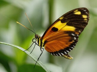 Macro of a tigerwings butterfly (Mechanitis) resting on a leaf of a plant