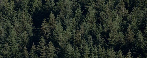Panoramic view of a forest with lush evergreen trees in daylight in a rural area