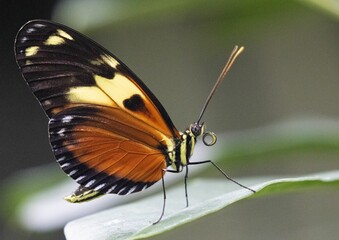 Fototapeta na wymiar Macro of a tigerwings butterfly (Mechanitis) resting on a leaf of a plant