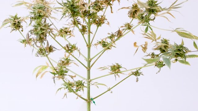 Moina research studies on cannabis.