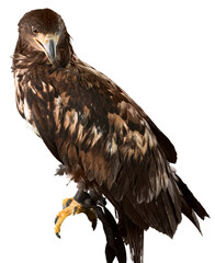 Eagle isolated on white background