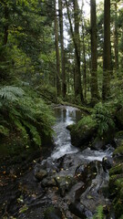 Fototapeta na wymiar stream in the forest