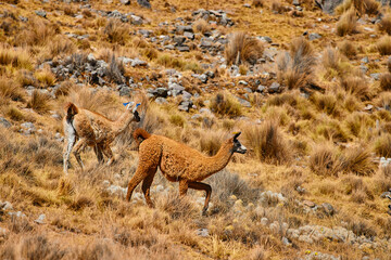 vicuñas grazing in the morning in the field