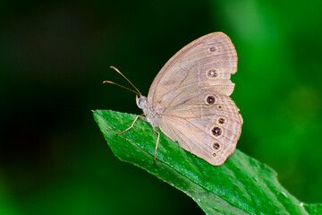 A beautiful Common wood-Nymph butterfly