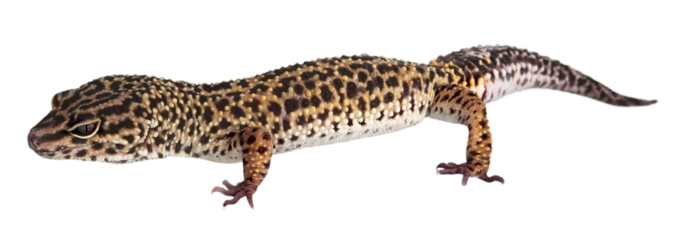 Lizard animal  isolated on a white background