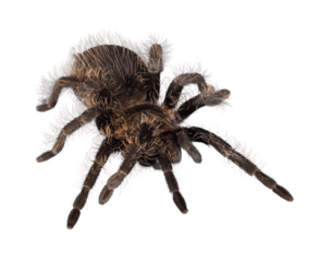 Tarantula spider on white background