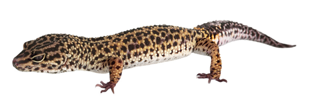 Lizard animal  isolated on a white background