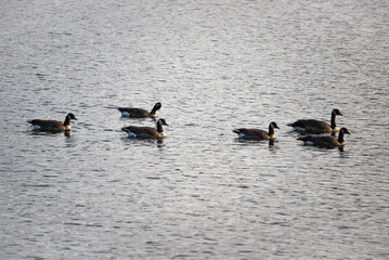 wild ducks in the lake