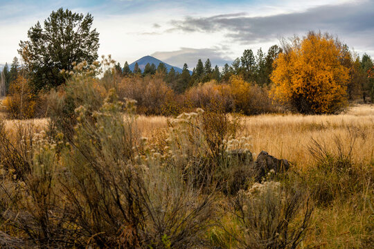 Fall Color aspen in a meadow in the Cascades in Central Oregon