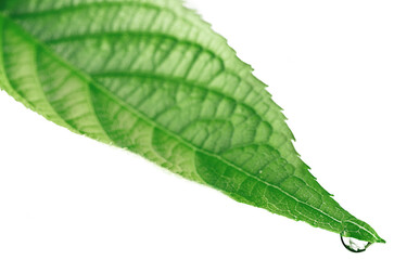 One green leaf with water drop close up isolated on white background