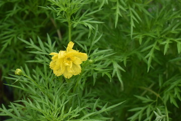 Yellow flowers turnera ulmifolia is an ornamental plant originating from Mexico and the West Indies