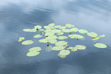 Blossoming Yellow water lily (jug) in water (Nuphar luteum)