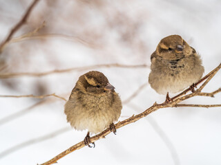 Two Sparrows sits on a branch without leaves.