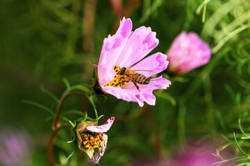 .Bee and flower. Close up of a large striped bee collects pollen on a pink Cosmea (Cosmos) flowers. Macro horizontal photography. Soft Summer and spring backgrounds