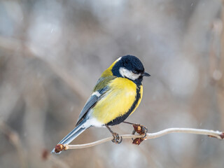 Fototapeta premium Cute bird Great tit, songbird sitting on a branch without leaves in the autumn or winter.