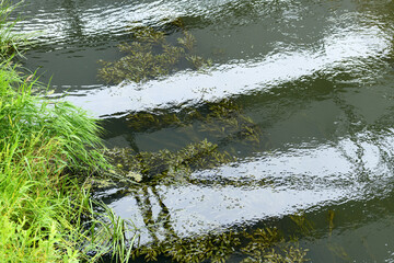 Garbage and blooming green water. Algae bloom due to pollution. Environment and water pollution protection concept