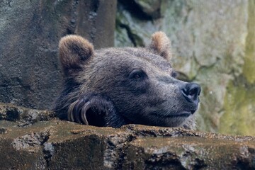 Cute grizzly bear (Ursus arctos horribilis) leaning on the wall looking aside