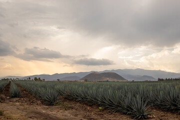 Campo de agave en Tequila, Jalisco (México)