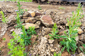 an old road embankment made of crumbling sandstone, on which grass is already growing, there is...