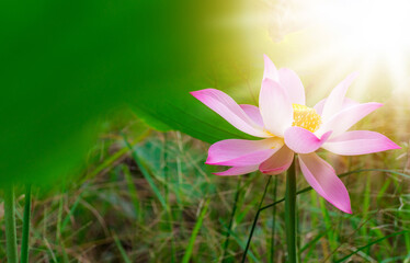 Naklejka premium Pink Lotus flower and Lotus flower plants, beautiful lotus flower in blooming at sunset