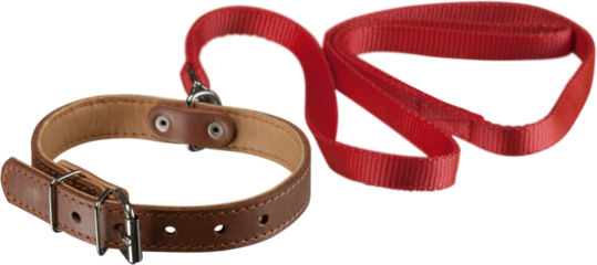 Dog Collar with Leash Isolated