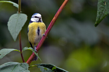 Eurasian blue tit // Blaumeise (Cyanistes caeruleus)