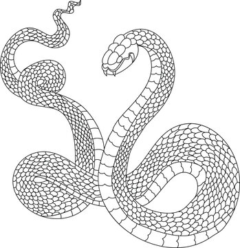 snake cobra tattoo style Cobra vector. king Cobra snake with mouth open.Snake cobra illustration.Rattlesnake vector.