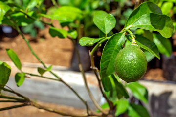 lemon on tree