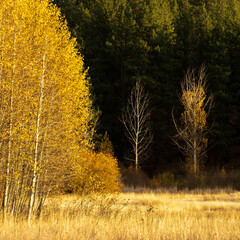 Fall Color aspen in a meadow in the Cascades in Central Oregon