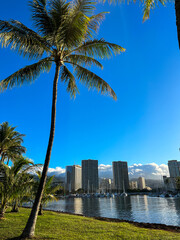 Fototapeta na wymiar Honolulu skyline with palm trees in seafront, Hawaii 