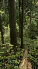 forest in the mountains