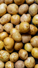 Potato isolated on dark background close up
