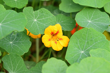 Kapuzinerkresse in botanischem garten in neuss