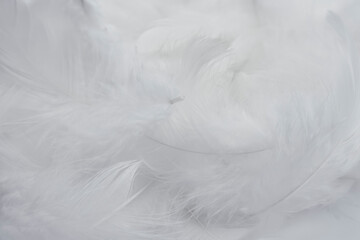 White Fluffly Feathers Textured Background. Swan Feather