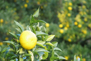 木に生っている柚子（Citrus junos）／日本埼玉県毛呂山町