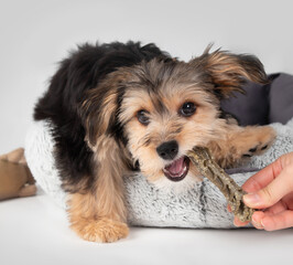 Puppy biting dental stick held by a hand. Happy puppy dog playing with chew stick  and pet owner while lying in dog bed. 4 months old male morkie dog. Fluffy puppy teething. Selective focus.