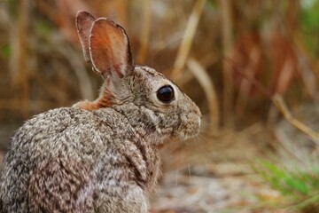 Northern Cottontail Rabbit