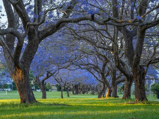 Obraz premium Jacarandas in Bloom Forming an Archway